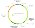 Miniatura Mitochondrialny DNA