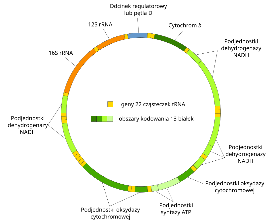 Mitochondrialny DNA