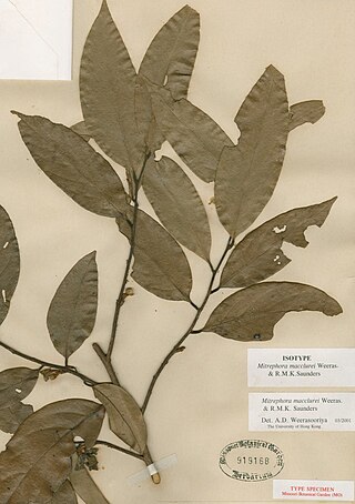 <i>Mitrephora macclurei</i> Species of plant in the family Annonaceae