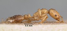 Monomorium latinode casent0010941 profil 1.jpg