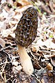 アミガサタケ Morchella esculenta