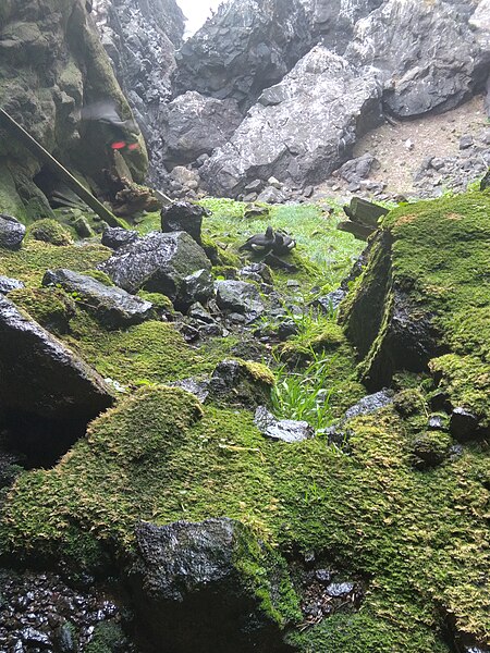 File:Moss, rocks along Hobbit Beach trail, Oregon.jpg