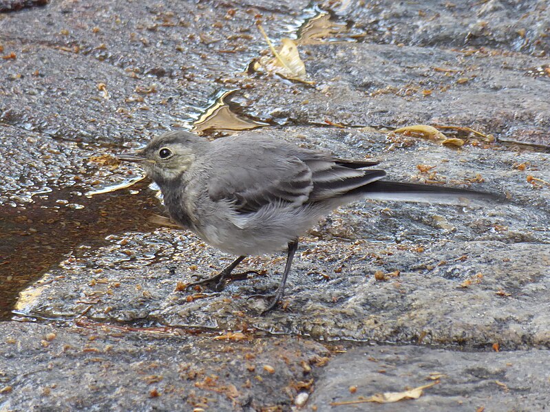 File:Motacilla alba Helsinki 01.jpg