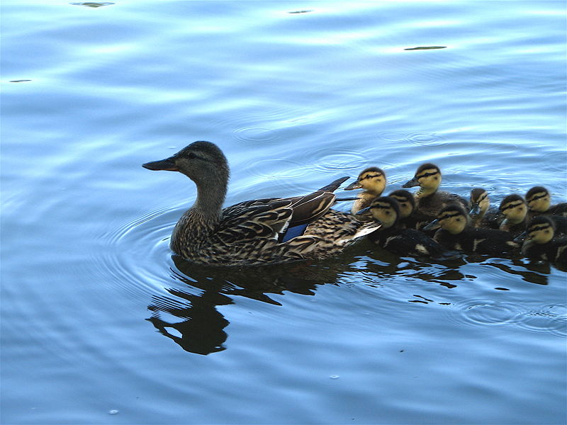 File:Mother and baby ducks.JPG