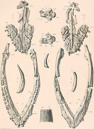 <i>Muraenosaurus</i> Extinct genus of reptiles