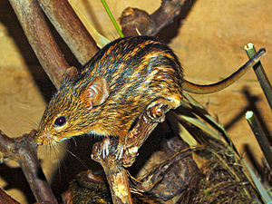 Real striped grass mouse