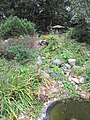 Muscatine-japanese-garden-9410.jpg