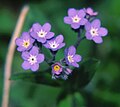 Myosotis sylvatica (Kamikochi) .jpg