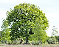 1 oak