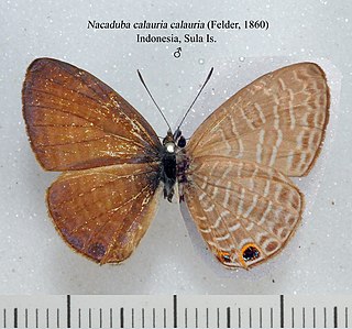 <i>Nacaduba calauria</i> Species of butterfly