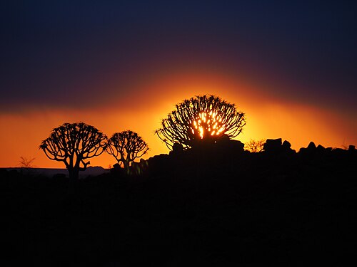 Quiver trees in Kalahari at sunset