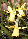 Skupina 6, Narcis 'Tete-a-Tete'