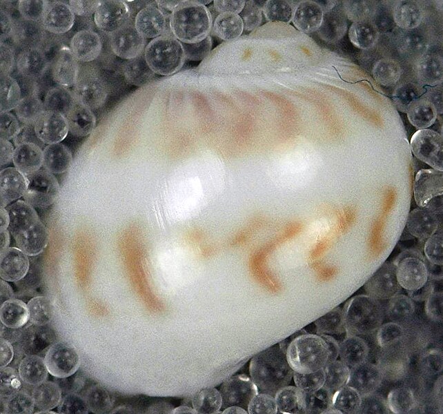 File:Natica sp. (moon snail) (San Salvador Island, Bahamas) 1 (16003732950).jpg