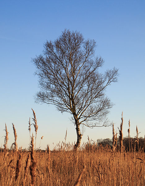File:Nationaal Park Weerribben-Wieden. Eenzame berk tegen vrieslucht 01.jpg