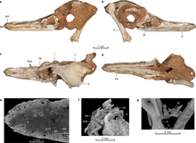 Holotype skull Natovenator holotype skull.png