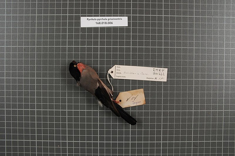 File:Naturalis Biodiversity Center - RMNH.AVES.160272 1 - Pyrrhula pyrrhula griseiventris Lafresnaye, 1841 - Fringillidae - bird skin specimen.jpeg