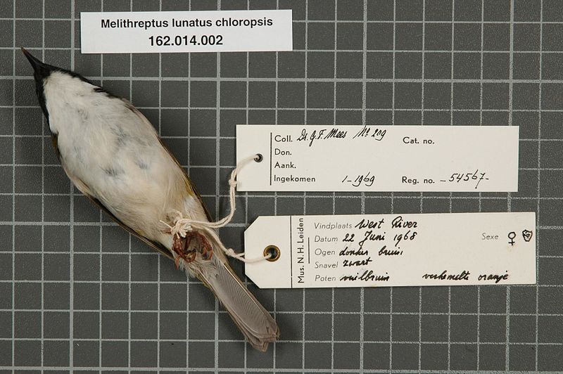 File:Naturalis Biodiversity Center - RMNH.AVES.54567 2 - Melithreptus lunatus chloropsis Gould, 1848 - Meliphagidae - bird skin specimen.jpeg