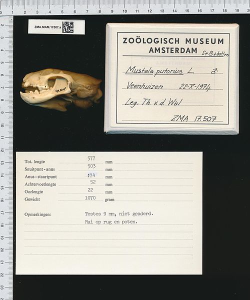 File:Naturalis Biodiversity Center - ZMA.MAM.17507.a lat - Mustela putorius Linnaeus - skeleton (whole).jpeg