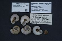 Naturalis Bioxilma-xillik markazi - ZMA.MOLL.316196 - Aulopoma itieri (Guerin-Meneville, 1847) - Cyclophoridae - Mollusc shell.jpeg