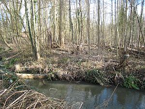 Blick in das Naturschutzgebiet Kradepohlsmühle