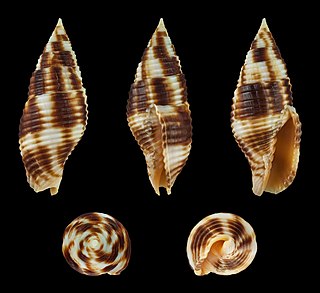 <i>Nebularia ferruginea</i> species of mollusc