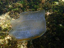 Neis cordigera - Shelly Beach, Manly, Sydney Australia Neis Cordigera.jpg