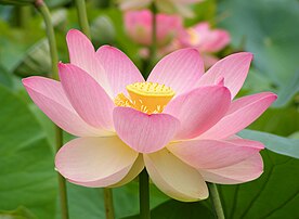Une fleur de lotus sacré (Nelumbo nucifera). Jardin botanique d'Adélaïde (Australie-Méridionale). (définition réelle 2 800 × 2 052)