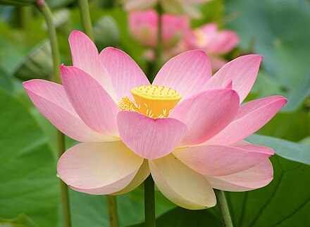 Lotus, the national  flower of India