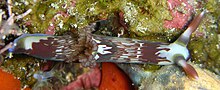 Nembrotha lineolata Nembrotha lineolata.jpg