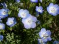 Hajnička Menziesova (Nemophila menziesii)