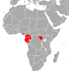 Território do antílope-anão, na África