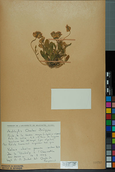 File:Neuchâtel Herbarium - Anthyllis cherleri - NEU000034020.jpg