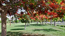 Delonix regia (New Borg El Arab, Egypt) New Borg El Arab City 5.jpg