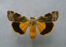 Mounted specimen Noctua fimbriata2.jpg