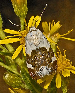 <i>Acontia lucida</i> Species of moth