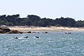 Dauphins à Noirmoutier