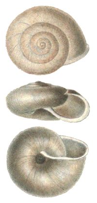 Miniatuur voor Apertura (mollusken)