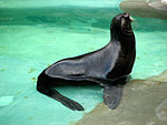 Northern Fur Seal 04.JPG