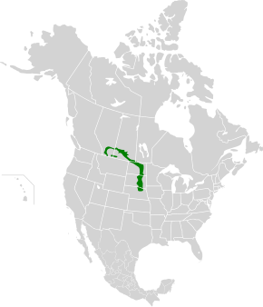 Beskrivelse av bildet Northern Mixed Grasslands.svg.