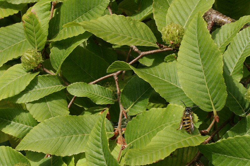 File:Nothofagus-alpina-foliage2.jpg