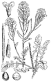 Sv. Barbare roža. (Barbaraea vulgáris.) Illustration #179 in: Martin Cilenšek: Naše škodljive rastline, Celovec (1892)