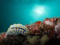 Limace de mer (nudibranche)