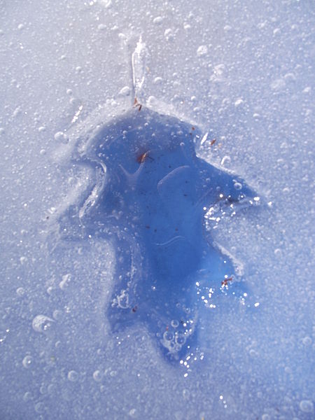 File:Oakleafice.JPG