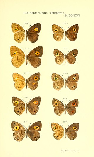 <i>Heteropsis turbata</i> Species of butterfly