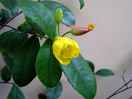 Tập_tin:Ochna_species_1D5260013.jpg