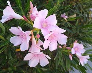 Oleander flowers 1 (cropped).jpg