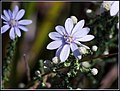 Olearia ramosissima