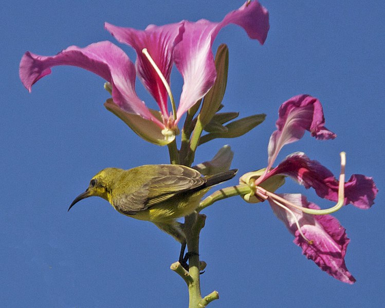 File:Olive-backed Sunbird (Cinnyris jugularis) - Flickr - Lip Kee (4).jpg