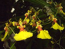 Oncidium lineoligerum Orchi 40.jpg