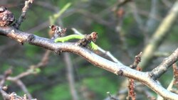 ファイル:Operophtera brumata caterpillar.webm